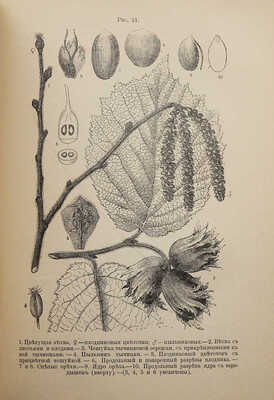 Кайгородов Д.Н. Из зеленого царства. Популярные очерки из мира растений. 3-е изд. СПб., 1895.